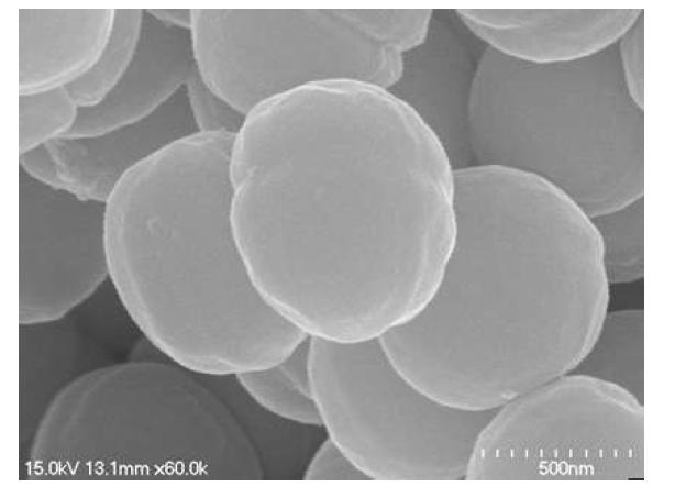 발아현미 발효균주로 선정된 P. pentosaceus SP-024의 SEM 사진(×60,000).