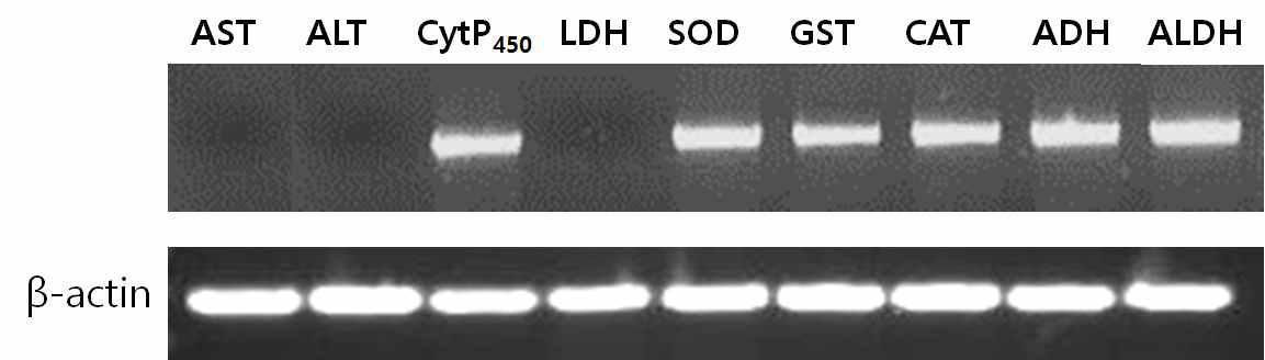 Alcohol oxidation and antioxidant pathway related gene expressions in HepG2 cell lines treated with ethanol and the sedum tablet candies