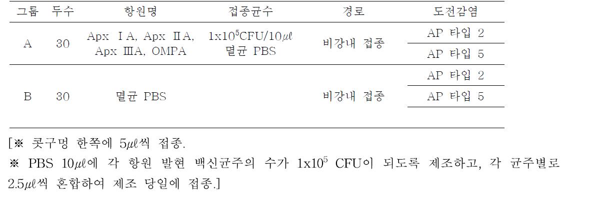 혼합 백신균주 비강 내 접종 실험 계획