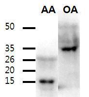Identification of secreted recombinant ApfA and OmlA antigens using Western blot analysis