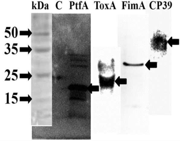 Identification of secreted recombinant FimA, PtfA, ToxA and CP39 antigens using Western blot analysis