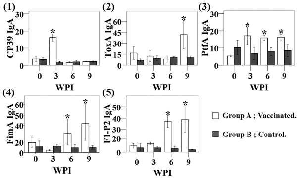 Secretory IgA (ug/ml) titers against CP39, ToxA, PtfA, FimA and F1-P2 fimbrial antigens in mice orally immunized with the vaccine candidates.