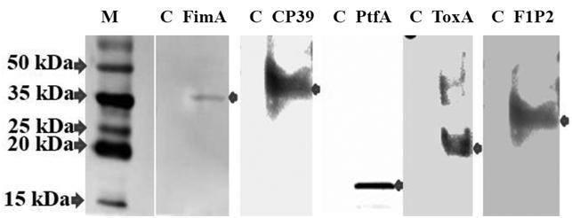 Identification of secreted recombinant FimA, CP39, PtfA, ToxA, and F1P2 adhesin antigens using western blot analysis