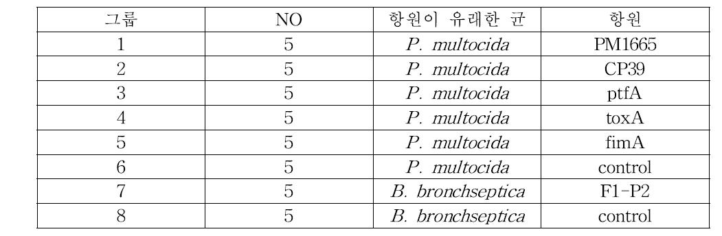 마우스에서 비강접종 실험개요