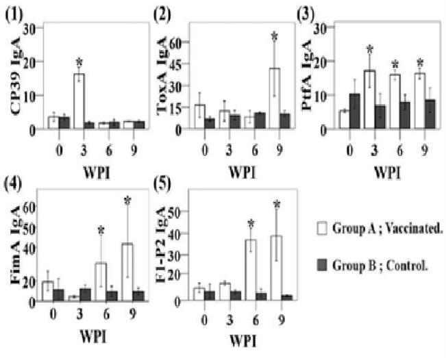 Secretory IgA (ug/ml) titers against CP39, ToxA, PtfA, FimA and F1P2 fimbrial antigens in mice orally immunized with each vaccine candidate.