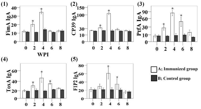 Secretory IgA (μg/mL) titres against FimA, CP39, PtfA, ToxA, and F1P2 antigens in mice intranasally immunised with a mixture of the vaccine candidates.
