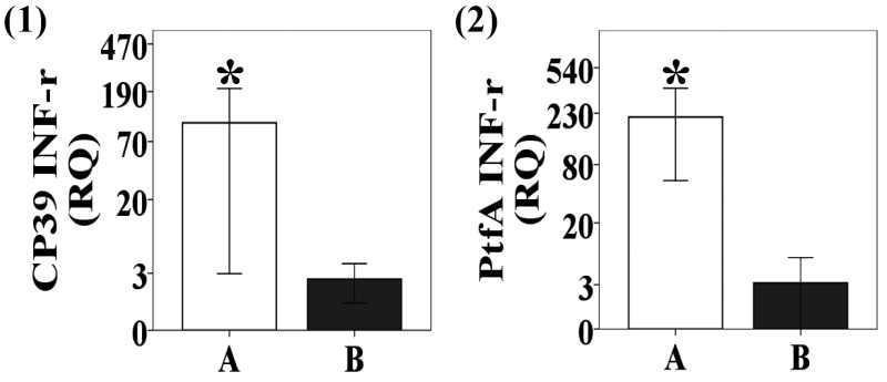 Relative quantification (RQ) of interferon-gamma (IFN-γ) expression in mice splenocytes using real-time PCR