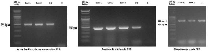 분리된 균주의 PCR 검사 결과 사진