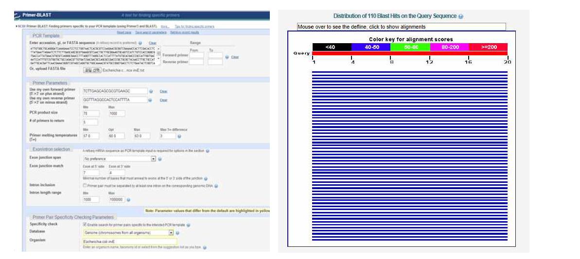 Primer-blast를 이용한 primer 검정 과정