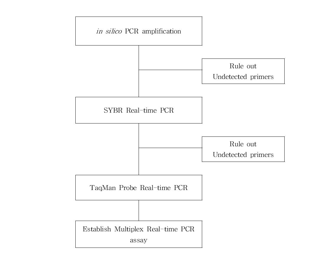 Schematic diagram for Real-time PCR primer screening