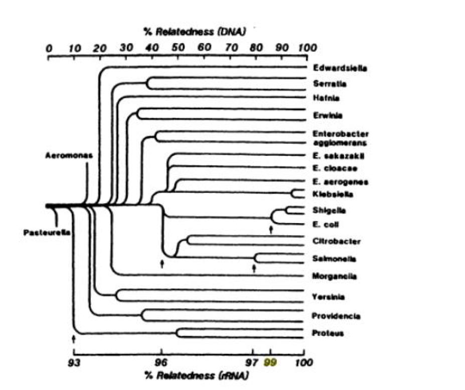 Enterobacteriaceae 의 DNA 및 rRNA 상동성