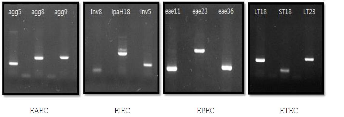 기 보유한 병원성 대장균들의 각 target gene에 대한 Conventional PCR 검증