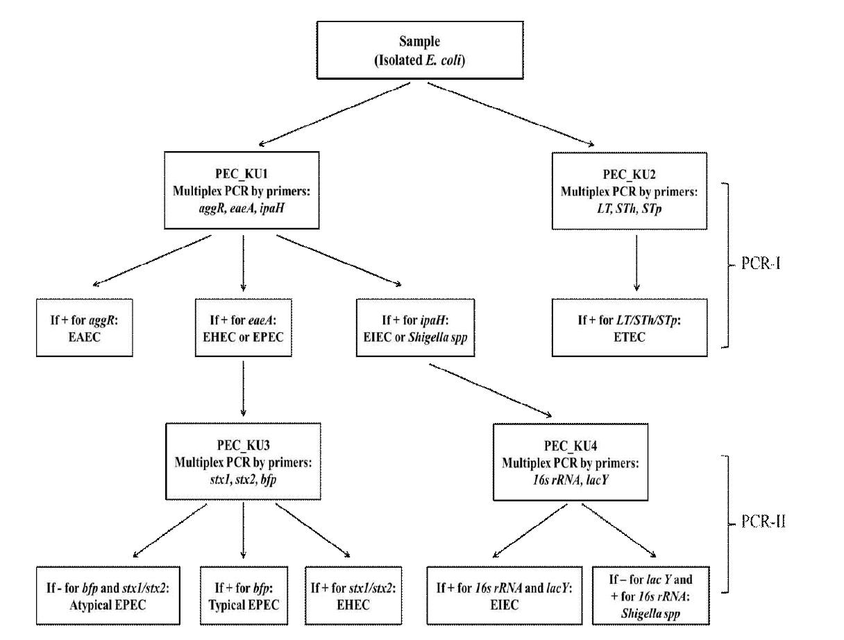 Multiplex Conventional PCR 을 이용한 병원성 대장균 검출 모식도