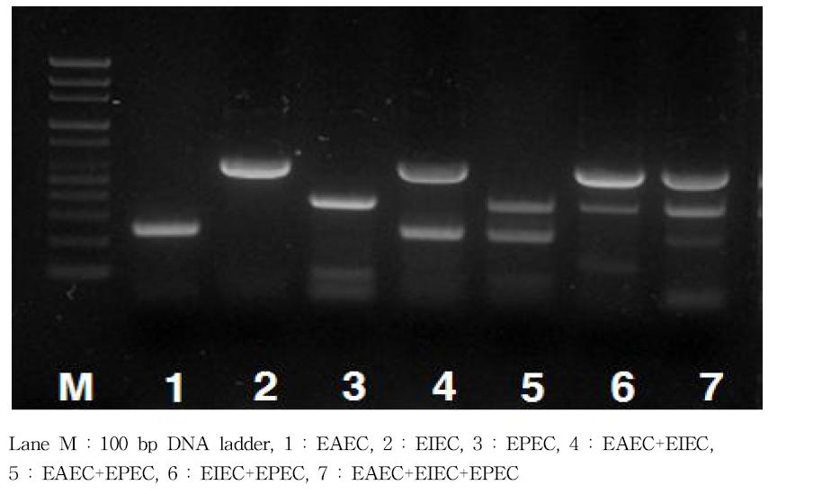 Multiplex Conventional PCR 시 각각의 Target gene에 대한 Primer의 평가