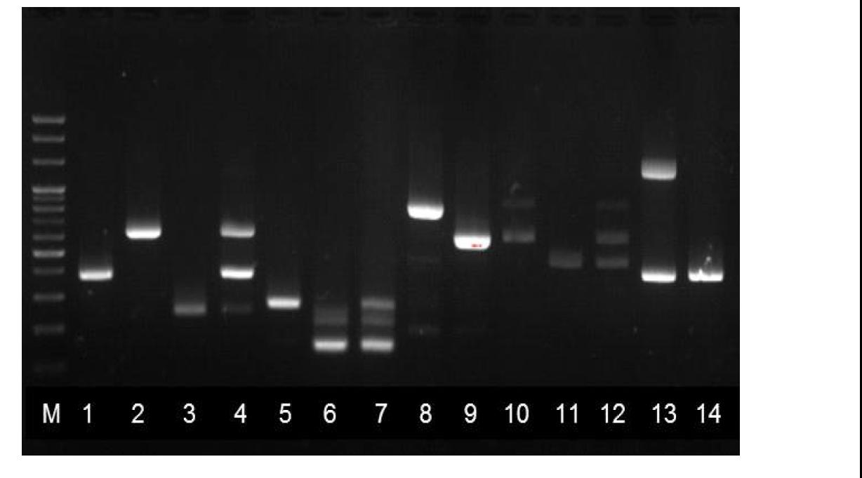 종 병원성 대장균 검출을 위한 Multiplex Conventional PCR 결과