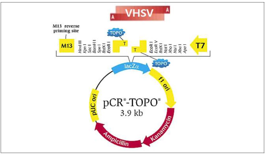 pCR-TOPO vector의 구조