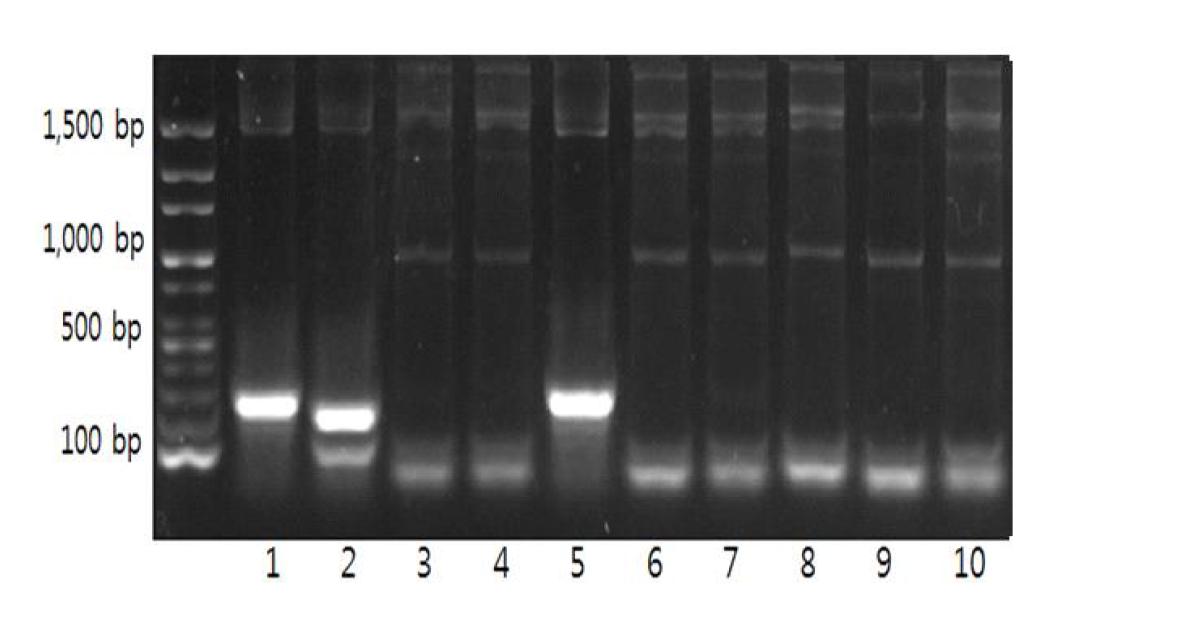 M13 Primer를 이용한 Vector의 PCR 반응