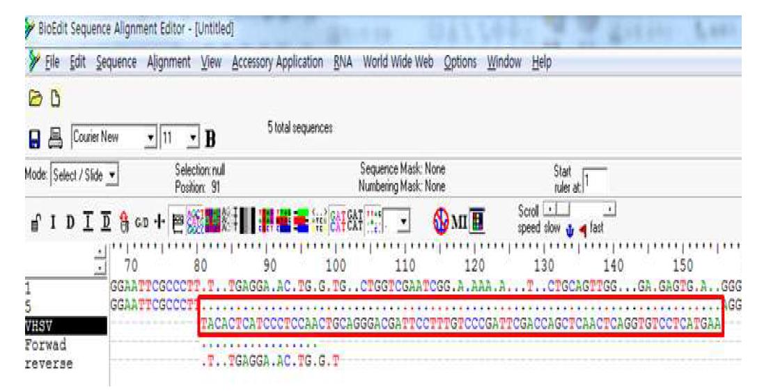 Bioedit을 이용하여 Target Sequence의 Vector 내 정상적인 삽입 확인