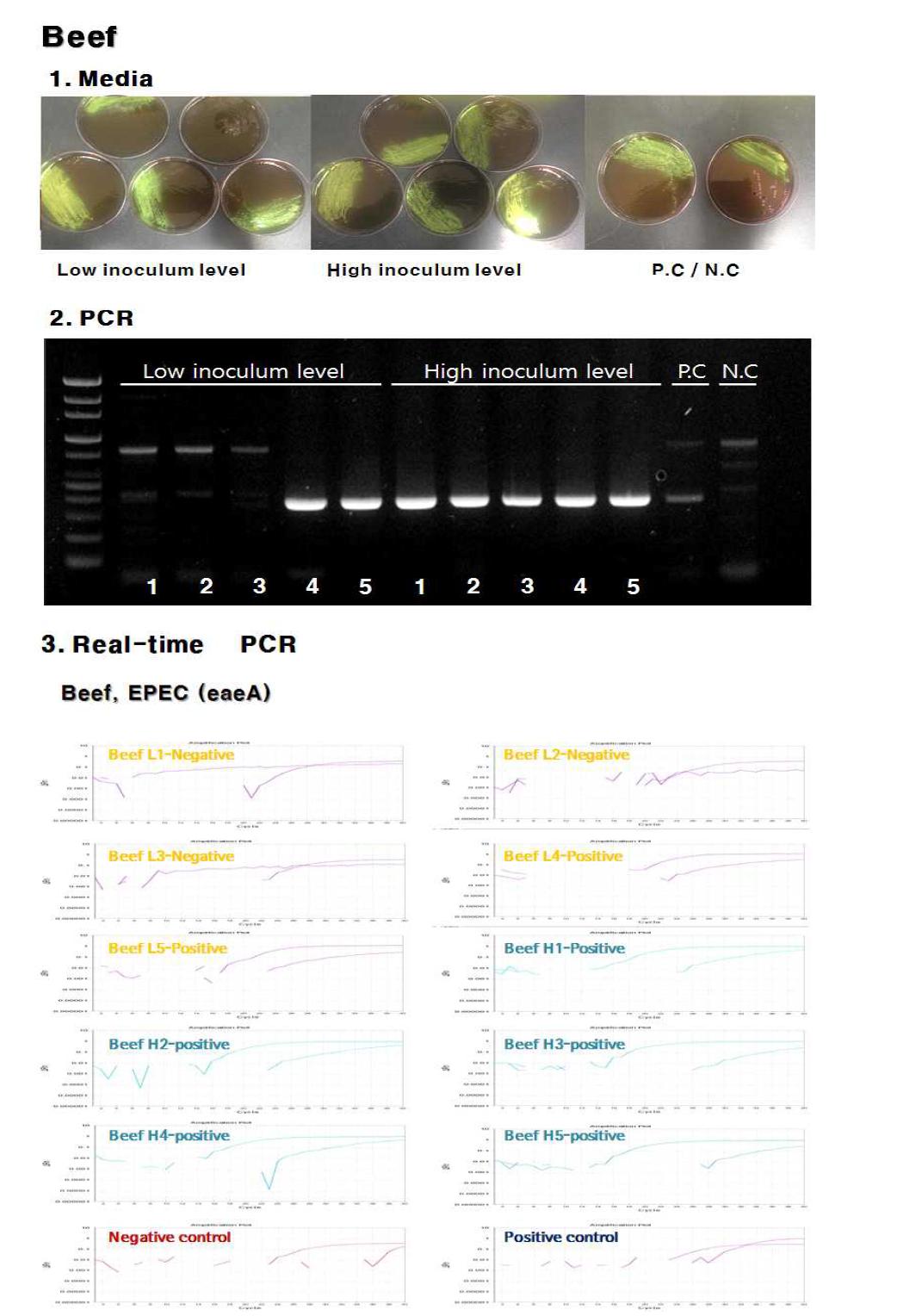 병원성 대장균(EPEC)에 대한 식품시료(소고기)에서의 검증 결과.