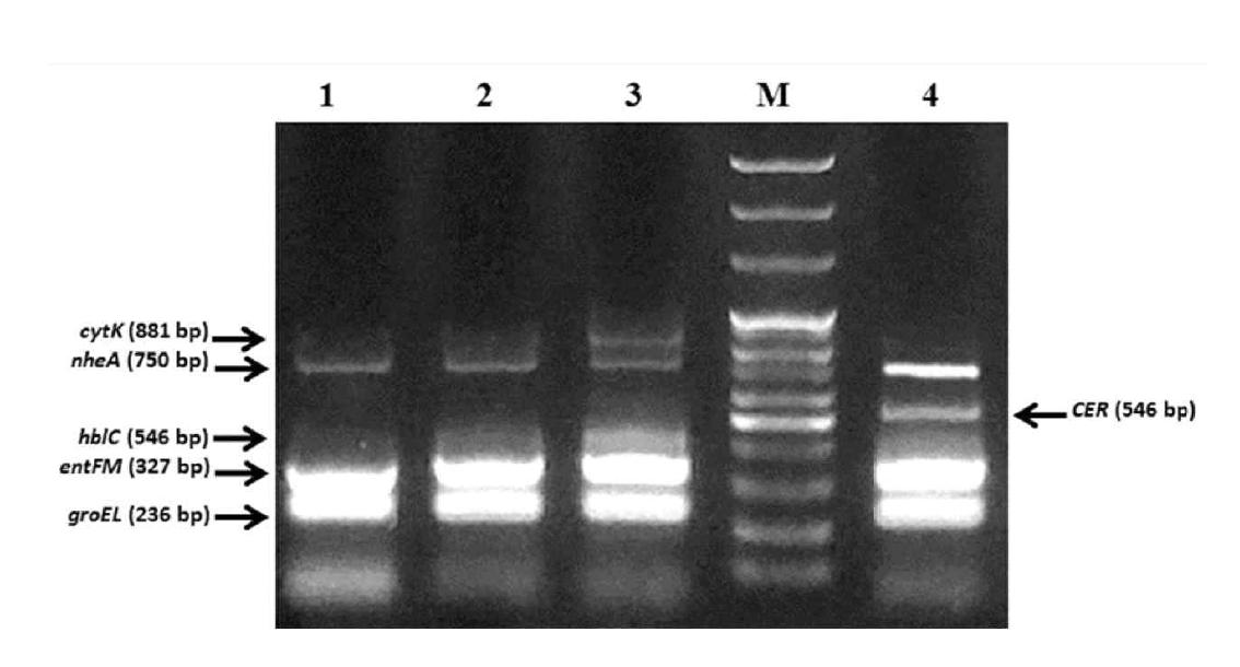 바실러스 세레우스 표준균주에서 구토 및 설사 관련 유전자들에 대한 PCR의 전기 영동 결과