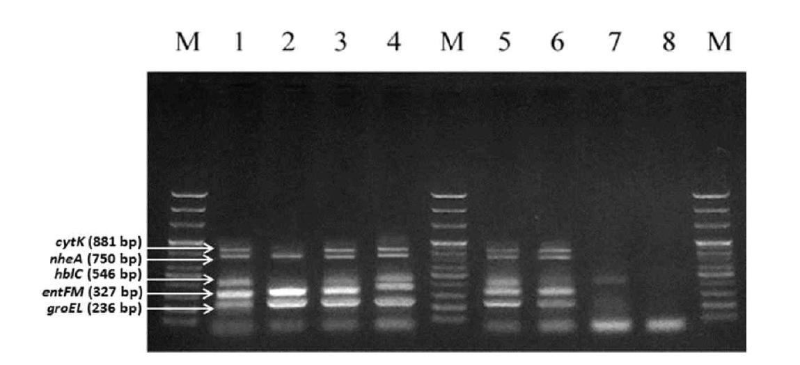 Gel electrophoresis of 6 enterotoxic reference strains and 1 non-target strain.