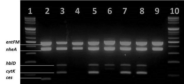 Multiplex PCR results of 8 B. cereus reference strains.