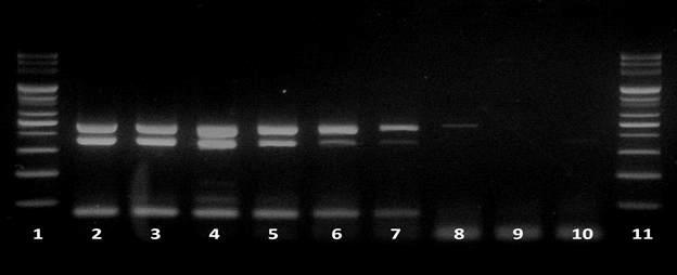 Gel electrophoresis results of multiplex PCR using 2nd set of primers in 10-fold serial dilutions of artificially B. cereus F4810/72 inoculated food (rice).