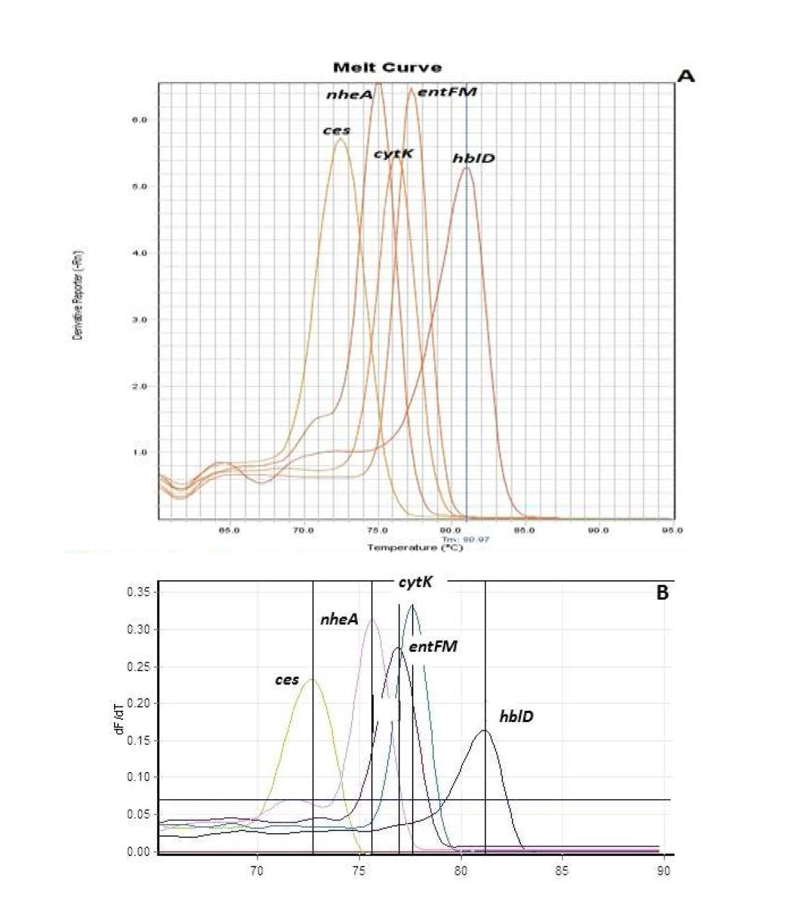 Melting curves of different genes in singleplex real time PCR (2nd set of primers) using (A) StepOne PCR machine: cytK: Tm 76.21°C, nheA: Tm 75.47°C, entFM: Tm 77.91°C, ces: Tm 72.57, hblD: Tm 81.05°C; (B) Rotor Gene 6000 real time PCR machine: cytK: Tm 76.31°C, nheA: Tm 75.55°C, entFM: Tm 77.51°C, ces: Tm 72.57, hblD: Tm 81.01°C