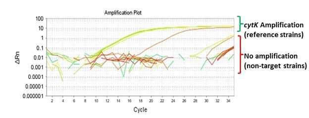 Amplification plot for cytK gene.