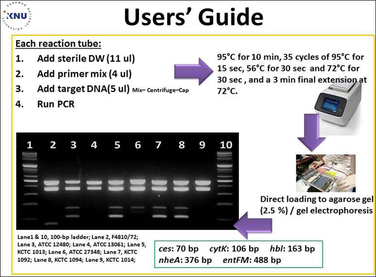 multiplex PCR detection kit에 대한 사용자 편의 차트식 실험법