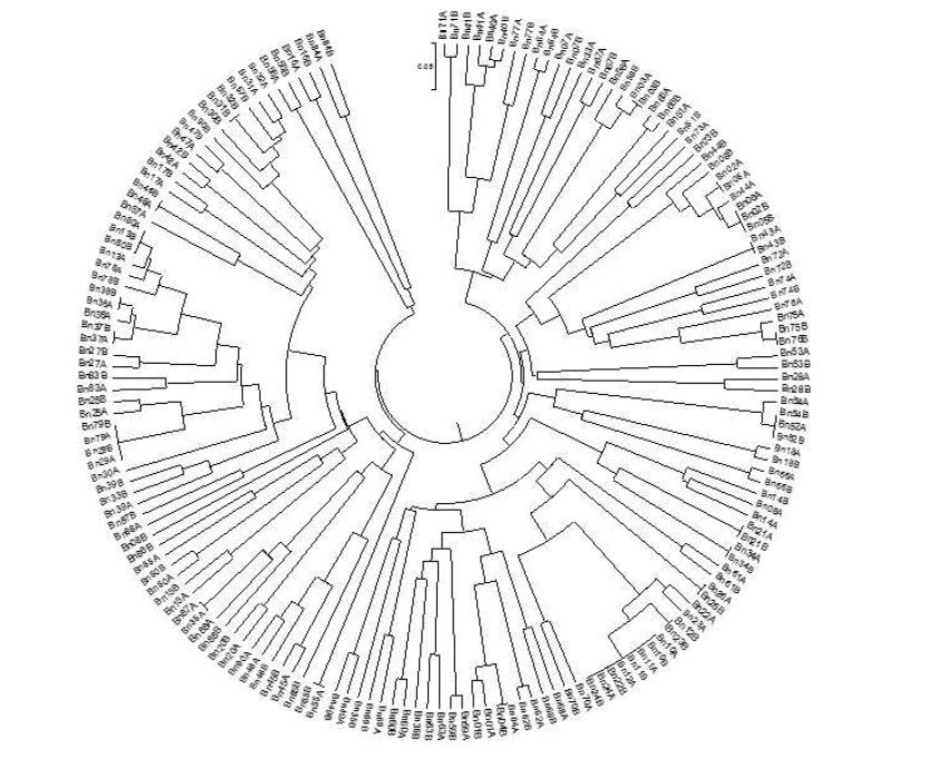 A UPGMA tree based on genetic distances among 170 individuals (2 individuals per genetic resource) from 85 of ramie genetic resources using 17 polymorphic SSR markers.