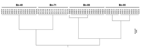 Purity test of several genetic resources using 8 polymorphic SSR markers.