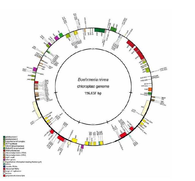 Complete chloroplast genome map of B. nivea L.