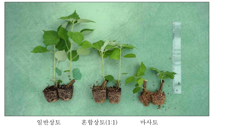 상토 구성에 따른 줄기 삽식 35일 후 뿌리매트 형성 비교