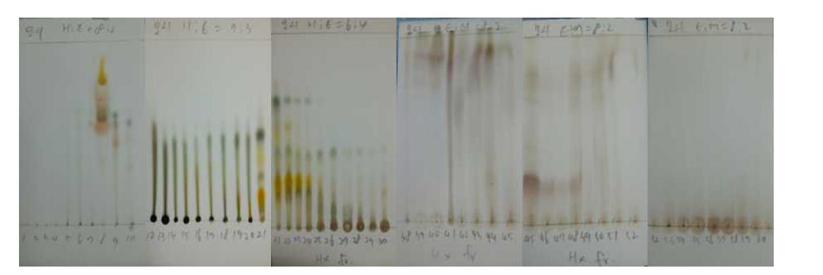 Hexane fr.에서 분리된 물질의 TLC 사진