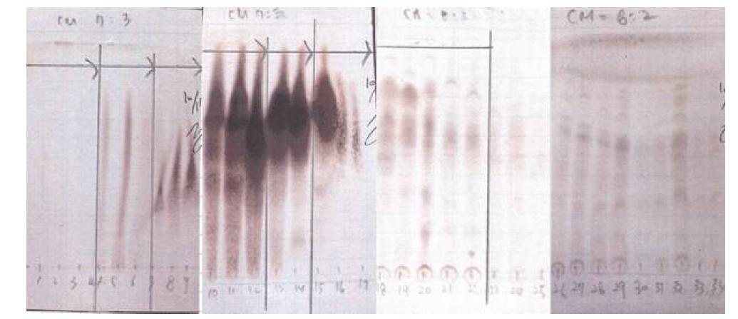 EtOAc fr.에서 분리된 물질의 TLC사진