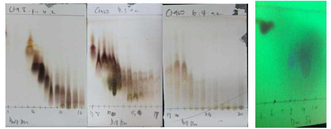 BuOH fr.에서 분리된 물질의 TLC사진
