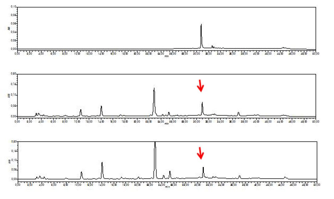 Loliolide, Bn-23, and Bn-90의 HPLC chromatograms