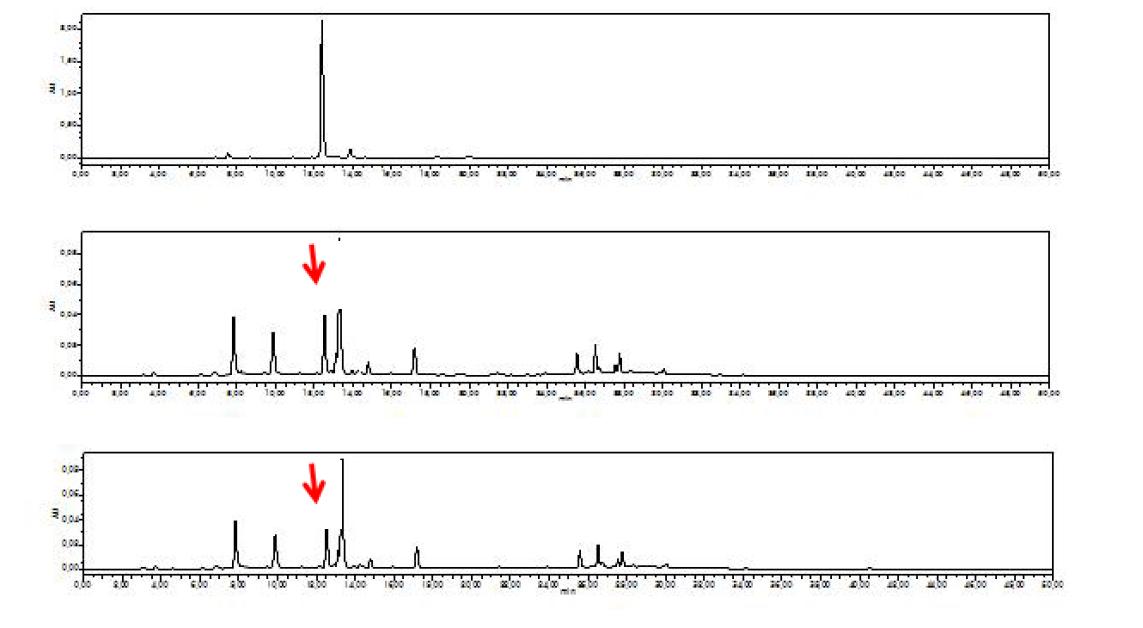 Rutin, Bn-23, and Bn-90의 HPLC chromatograms