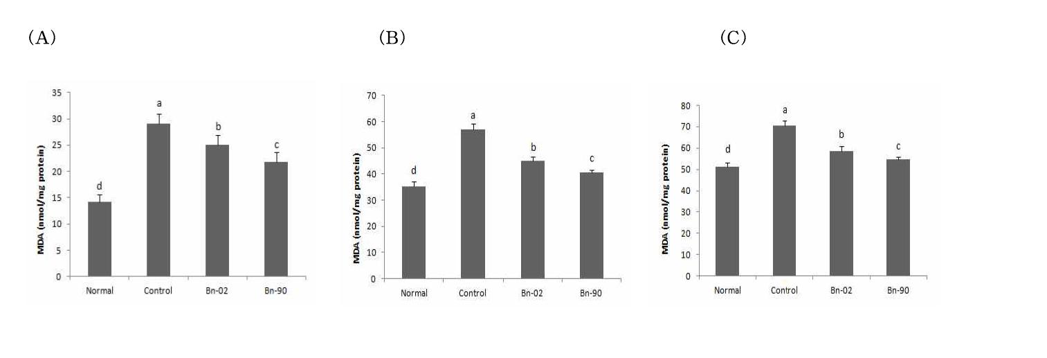 Effect of administration of Boehmeria nivea (L.) Gaud. methanol extract from lipid peroxidation in mouse brain (A), kidney (B), liver (C)