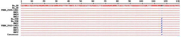 Multiple sequence alignment of a part of ITS1 region.