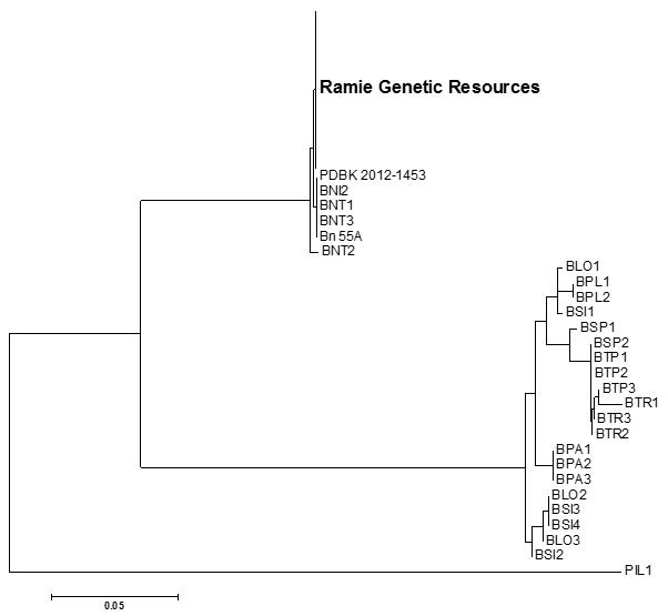 A simplified Neighbor-Joining tree of ramie genetic resources using ITS sequences.