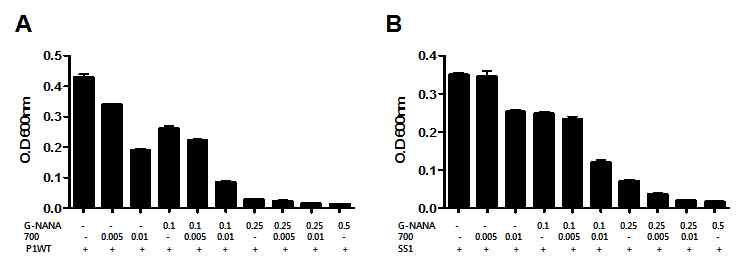 G-NANA와 700을 혼합 한 후 P1WT에 대한 항균 시너지 효과(A), G-NANA와 700을 혼합한 후 SS1에 대한 항균 시너지 효과(B)