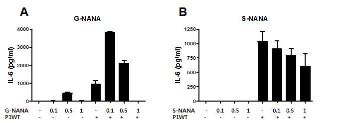 대식세포에서 G-NANA (A) 또는 S-NANA (B)와 H. pylori P1WT을 함께 처리 한 후 IL-6의 생성을 ELISA법으로 측정함