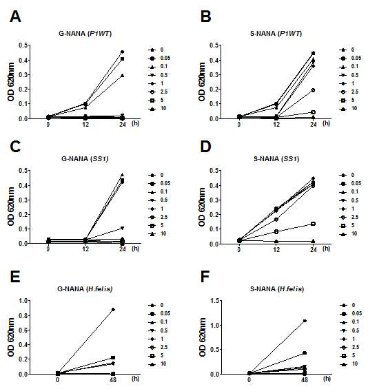 NANA를 각각 H. pylori strain P1WT (A & B), strain SS1 (C & D), 그리고 H. felis (E & F)와 함께 처리 후 표시된 시간 따른 항균 효과