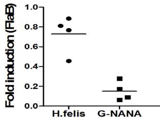 H. felis 경구감염에 따른 G-NANA(순도 23.5%)에 의한 예방효과