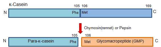 Chymosin 또는 pepsin으로 잘려진 k-Casein으로부터 GMP 생산