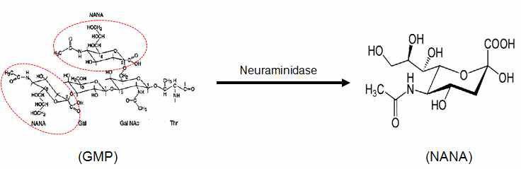 Neuraminidase(효소)에 의한 GMP로부터 NANA생산