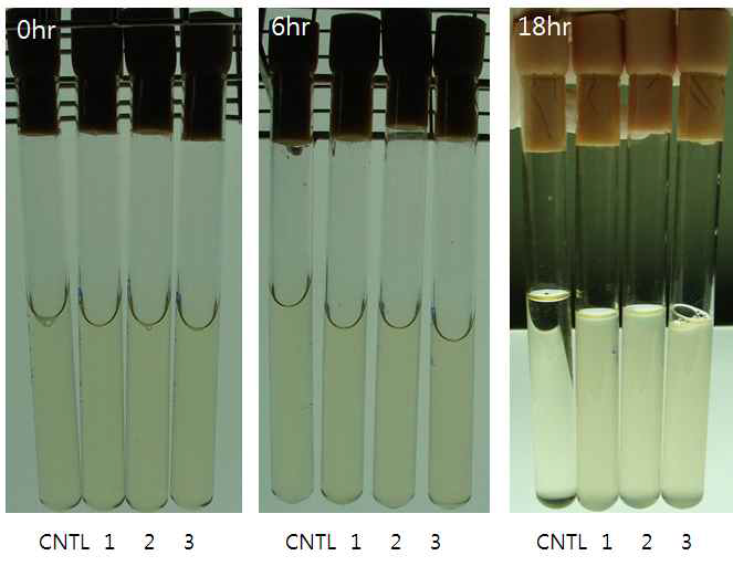 25℃ 호기성 조건에서 시간경과별 Arthrobacter ureafaciens의 활성조사