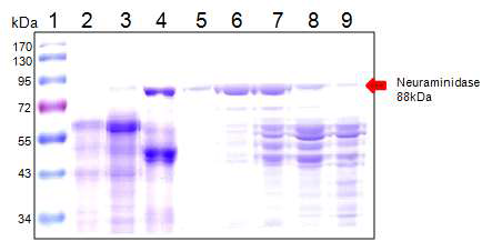 정제단계에서 Neuraminidase fraction의 SDS-PAGE